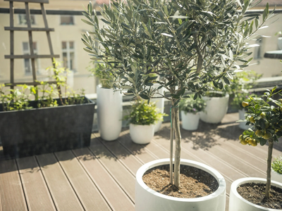 El árbol que florece antes de la primavera y llena tu mesa de sabor en verano: mirá cómo cuidarlo