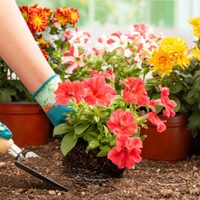 El alimento que muchos desperdician en la cocina y esconde un poderoso tesoro para tus plantas y jardín