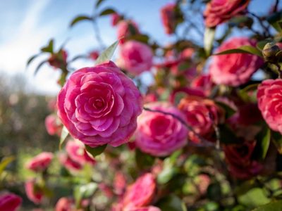 Multiplicá tus Camelias y llená de color tu jardín con esta técnica de los viveristas que no falla