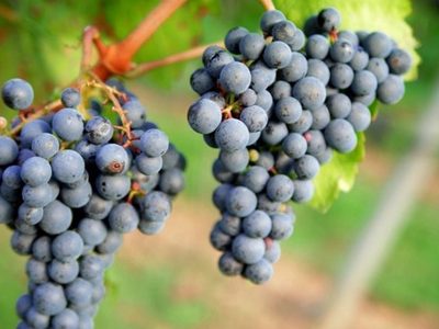 Crece la vitivinicultura en la provincia de Santa Fe