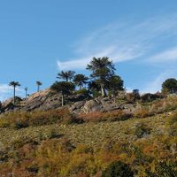 Piden que ciudadanos presenten planes para el cuidado del bosque nativo