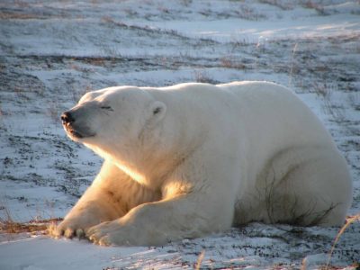 Declinó la población de "la capital mundial de los osos polares" en Canadá