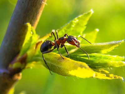 No lo vas a creer: las plantas de pocos cuidados que ahuyentan de forma defintiva a las hormigas de tu jardín
