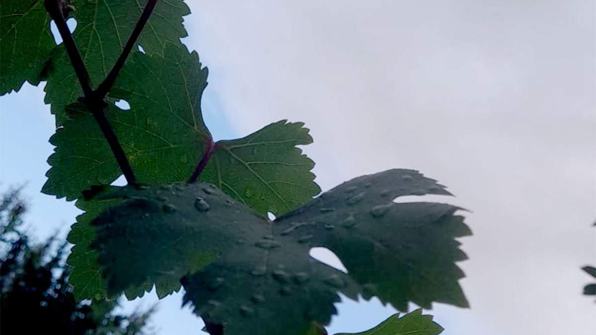 El cielo amaneció gris en Mendoza con algunos claros