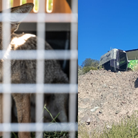 Un zorro gris y un flamenco austral entre los animales rehabilitados en el Ecoparque