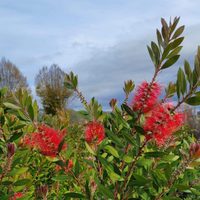 Basta de vecinos curiosos: las plantas con flores hermosas que crecen rápido y son perfectas para un cerco vivo