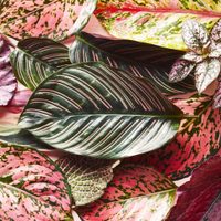 Plantas variegadas: así lucen las especies con mutaciones genéticas