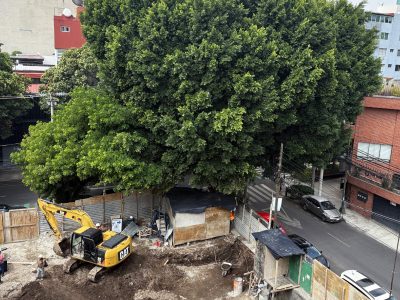 Vecinos exigen a inmobiliaria que no sea talado "Laureano", un árbol de 100 años en la Benito Juárez