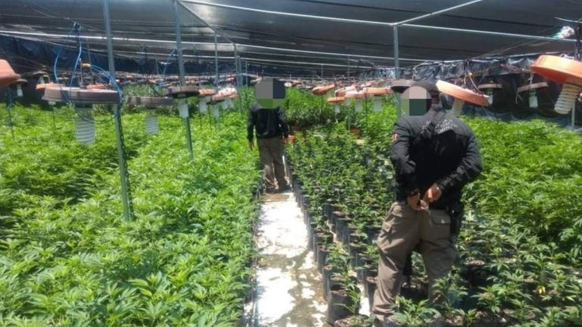 Invernadero de mariguana