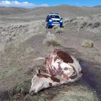 Aumenta la faena clandestina en Neuquén y preocupa a los productores rurales