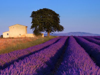 Jardines en primavera: para visitar en formato virtual