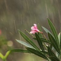 Conocé las plantas que resisten las fuertes lluvias y se mantienen igual de hermosas