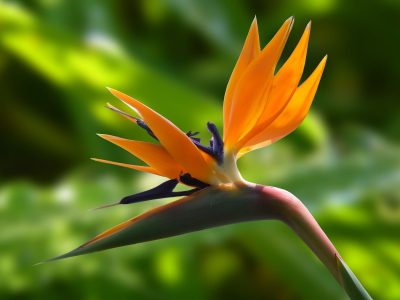 La exótica planta que parece un pajarito y que es una de las más buscadas para decorar