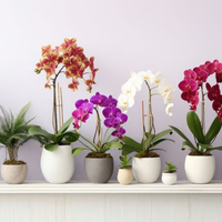 Plantas: la exótica Orquídea que es perfecta para ventanas exteriores o jardines con mucho sol