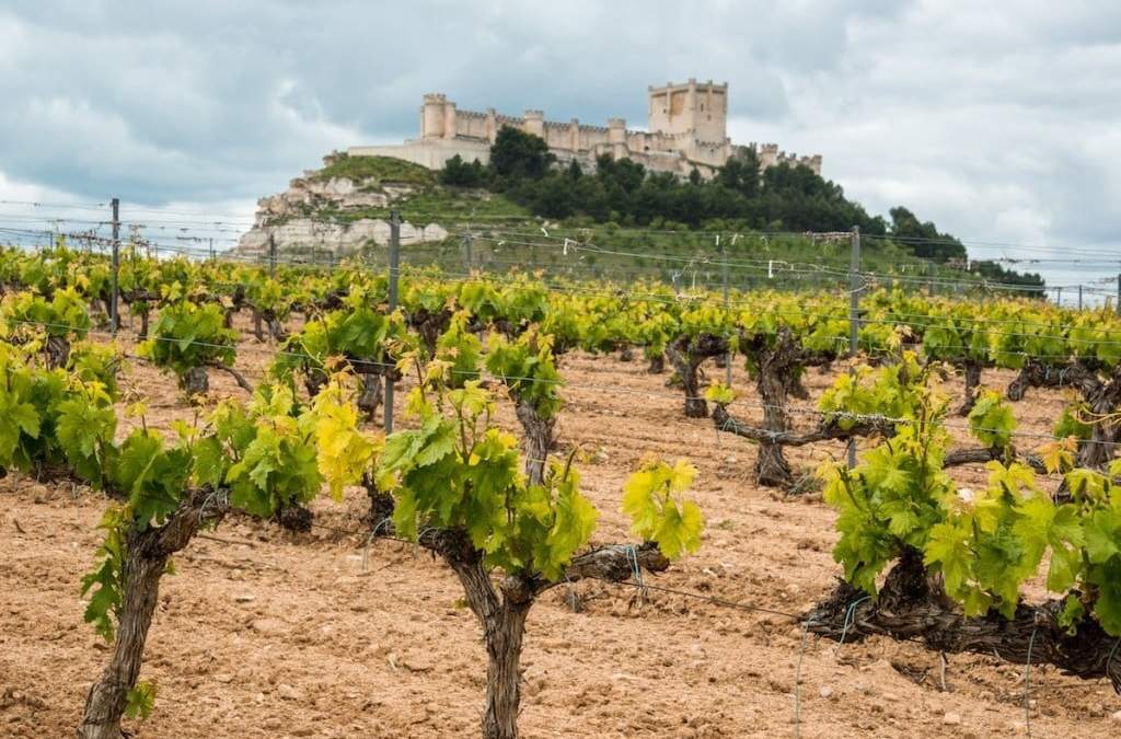 Enoturismo virtual por coronavirus. Fuente: (Twitter)