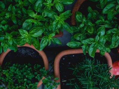 Con solo un puñado de arroz, hacé que tus plantas casi muertas revivan radiantes