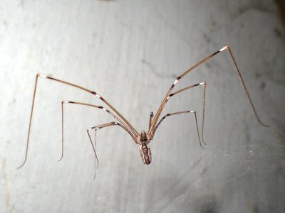 No mates a la araña patas largas: el misterioso significado de verla dentro de casa