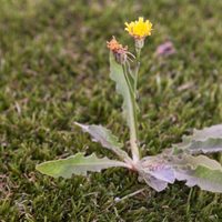 No las arranques: las plantas que muchos confunden con maleza y son oro puro para tu salud