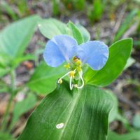 3 plantas que muchos confunden con maleza, pero son las mejores aliadas para tu salud