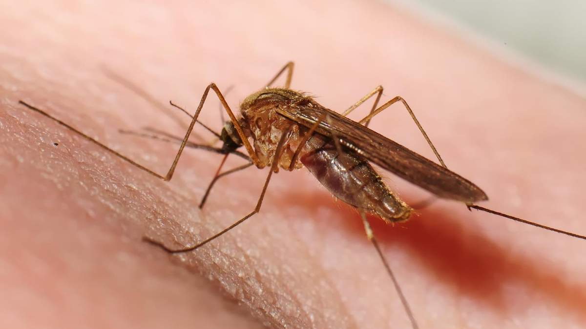 Mosquitos. Fuente: (Instagram)