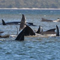 Se encontraron cientos de ballenas varadas en la costa de Tasmania