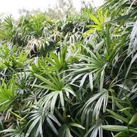 La planta de interior y exterior que casi no tenés que regar y es tendencia en decoración