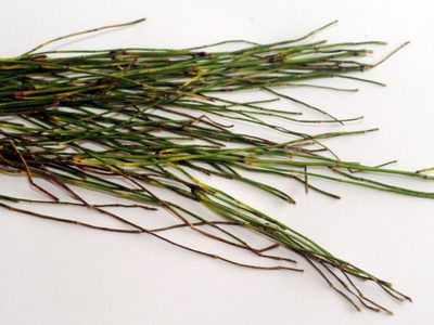 La planta que es un tesoro si la tenés en tu jardín porque produce colágeno de forma natural