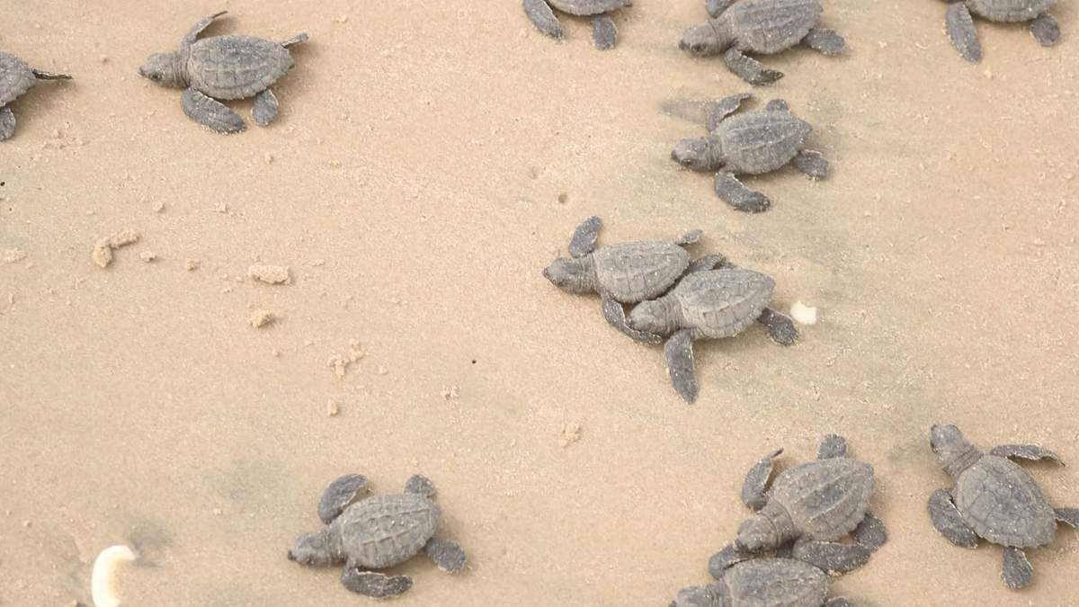 En 365 días, Tamaulipas avanza en salvaguardar recursos naturales y proteger a la flora y fauna
