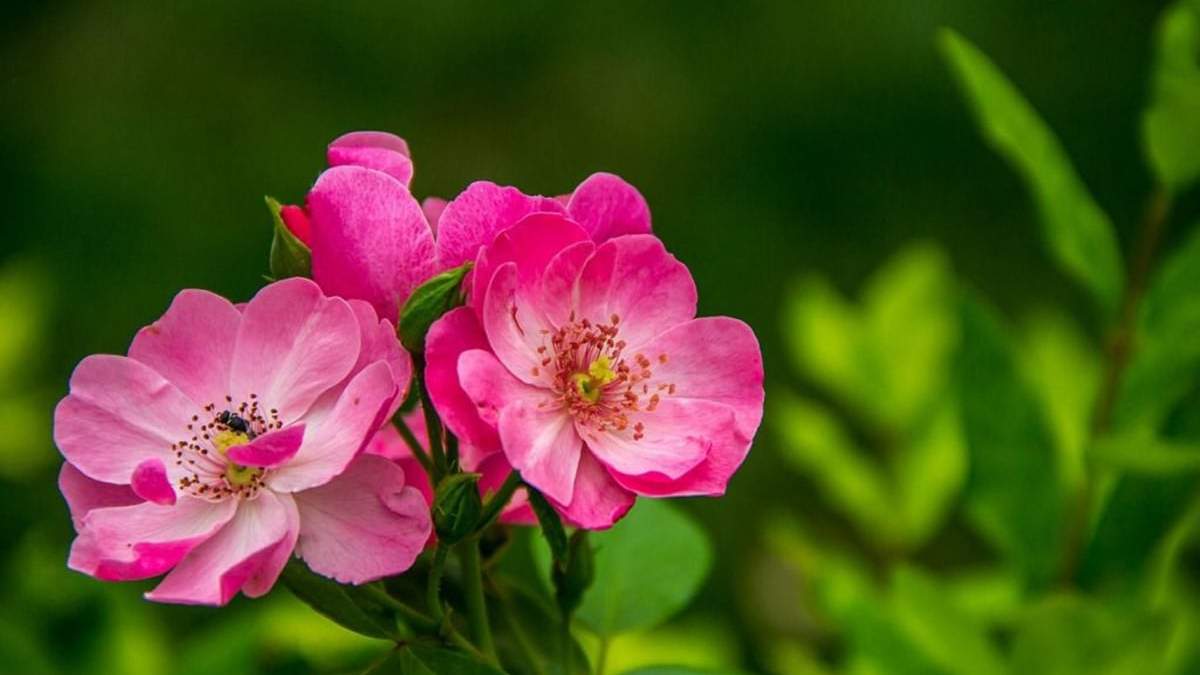 Planta rosa mosqueta. Fuente: (Instagram).