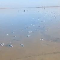La Laguna Madre, un santuario en riesgo por mortandad masiva de especies