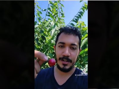 Se vuelve viral video de mexicano que gana 3 mil pesos diarios en la pizca de cereza en Canadá