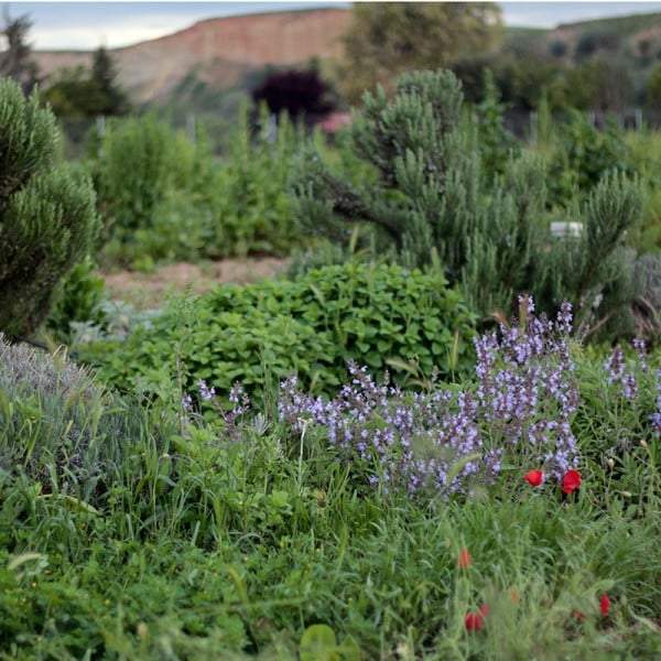 Hierbas aromáticas. Fuente: (Twitter)