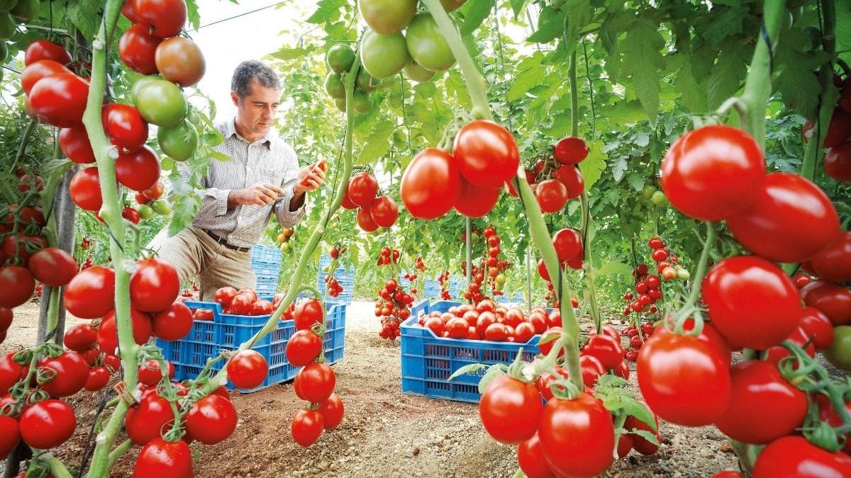 Tomate criollo, con historia y muy sabrosos. Fuente: (Facebook)