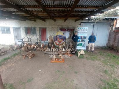 Descubrieron un depósito con restos óseos de fauna exótica y un taller de rellenado de municiones
