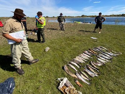 Operativos de pesca: se labraron 27 actas y se secuestraron 72 salmónidos en el río Limay Medio