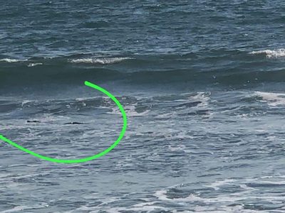 Cierran la Playa Nuevo Nayarit por la presencia de cocodrilos