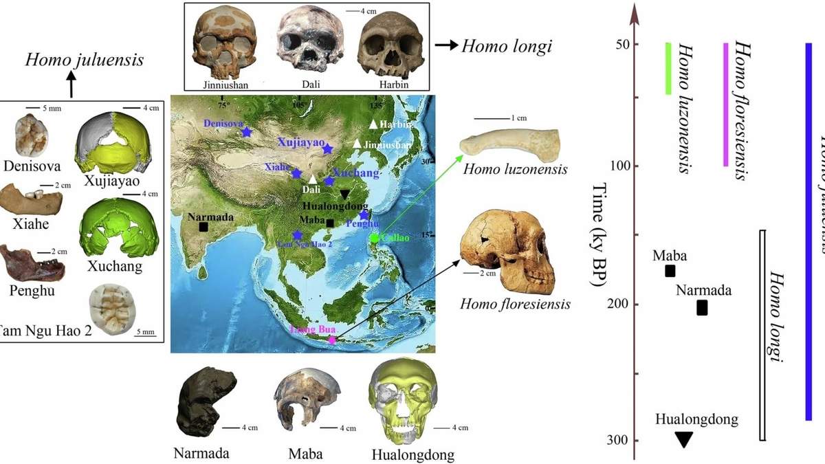 Nueva organización de fósiles de homínidos del este de Asia tras el descubrimiento de una nueva especie