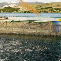 El Senasa niega la existencia de enfermedades en salmónidos de la Patagonia norte