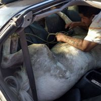 Hermanos transportaban un caballo dentro de un Camaro en NL; los detienen