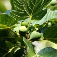 El árbol frutal que tenés olvidado en el jardín y cuyas hojas son un verdadero tesoro para la salud