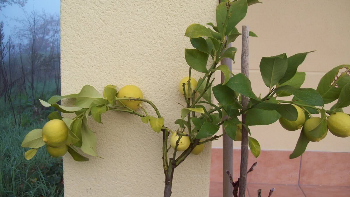 Limonero. Fuente: (Instagram)
