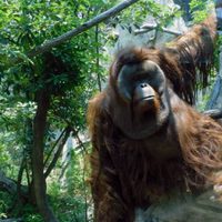 Murió el orangután "Toto", uno de los más queridos habitantes del Zoológico de Chapultepec