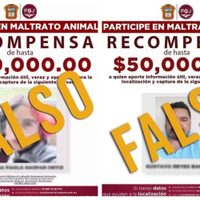 Denuncian a la adolescente que torturó y mató a un cachorro en Puebla