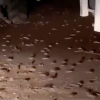 Miles de ratas invaden casas y aterrorizan a toda una población en Australia (Videos)