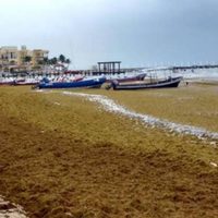 Advierten de daños al ecosistema por "masiva" llegada de sargazo al Caribe mexicano este año