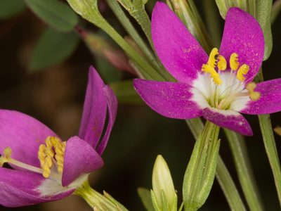 El hospital de Ruca Choroi trabajará con plantas ancestrales para aliviar el coronavirus
