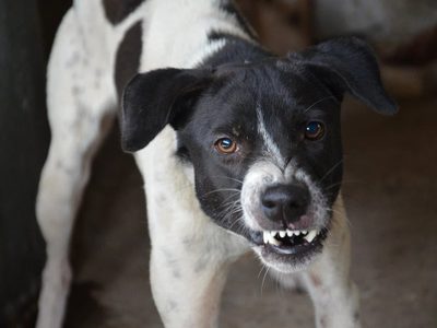 Cutral Co reformula la ordenanza para reducir la presencia de perros callejeros
