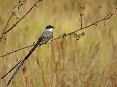 Curiosidades de la Tijereta, el pájaro similar a la Golondrina que destaca por su audaz carácter y su llamativa cola larga