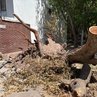 "Olvidado" por el municipio: el árbol que bloquea una esquina de Guaymallén desde hace 20 días