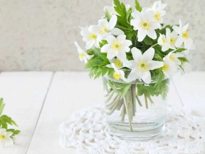 Hacé tu propio árbol de jazmines a partir de un solo ramito, con esta técnica efectiva que es todo lo que está bien